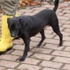 Bonni - kinderlieb u. sehr verspielt