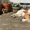 Malibu ist ein zartes Seelchen 🐾