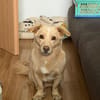 Kleiner Paul sucht ein neues Körbchen