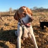 Pointer Chico sucht seine Menschen