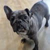 Irina, fröhliche Fanz. Bulldoggen Hündin