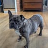 Irina, fröhliche Fanz. Bulldoggen Hündin