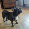Irina, fröhliche Fanz. Bulldoggen Hündin