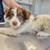 Smoky sucht sein Für-immer-Familie