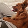 Leyla süße tolle kleine Hündin