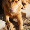 sanfte Hazel sucht ihre Familie
