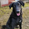 Shadow - Junghund mit Potential