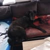 Shadow - Junghund mit Potential