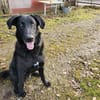 Shadow - Junghund mit Potential