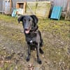 Shadow - Junghund mit Potential