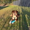 Mokka - Sanfter Riese sucht sein Zuhause