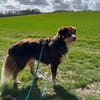 Mokka - Sanfter Riese sucht sein Zuhause