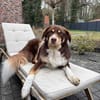 Mokka - Sanfter Riese sucht sein Zuhause
