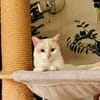 Fresa, w., kastr., Siam-Mix