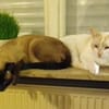 Fresa, w., kastr., Siam-Mix