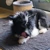 RUFUS  braucht ein liebevolles Zuhause