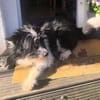 RUFUS  braucht ein liebevolles Zuhause