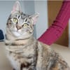 Dringend! Pia -  super lieb & verschmust