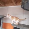 ELIOTT