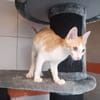 ELIOTT