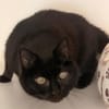JAZZY (réservée)