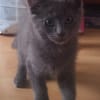 KURO (réservé)