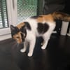 Stella