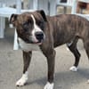 TYSON