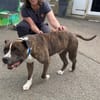 TYSON