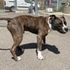 TYSON
