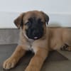 HAVANA , chiot femelle Berger Créole