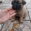 HAVANA , chiot femelle Berger Créole