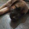 HAVANA , chiot femelle Berger Créole