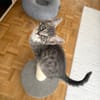 CARTOON A ADOPTER AVEC UN CHAT DEJA PRÉSENT CHEZ VOUS