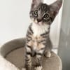 CARTOON A ADOPTER AVEC UN CHAT DEJA PRÉSENT CHEZ VOUS