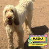 MASHA