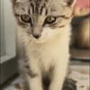 TIM