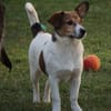Adoptanten für Rafano gesucht