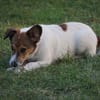 Adoptanten für Rafano gesucht