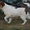 Adoptanten für Rafano gesucht