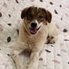Nala sucht ihr Für immer Zuhause