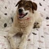 Nala sucht ihr Für immer Zuhause