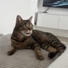 Sozialer Kater PEPPINO sucht Zuhause!