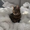 Sozialer Kater PEPPINO sucht Zuhause!
