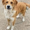 Imilo, geb. ca. 04/2024, 47652 Weeze
