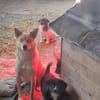Talia, junge Hundemama sucht Körbchen