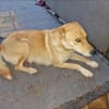 Talia, junge Hundemama sucht Körbchen