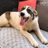 Ella - große Kuschelmaus