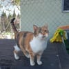 Hübsche Katzenlady Katy sucht Home