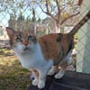 Hübsche Katzenlady Katy sucht Home